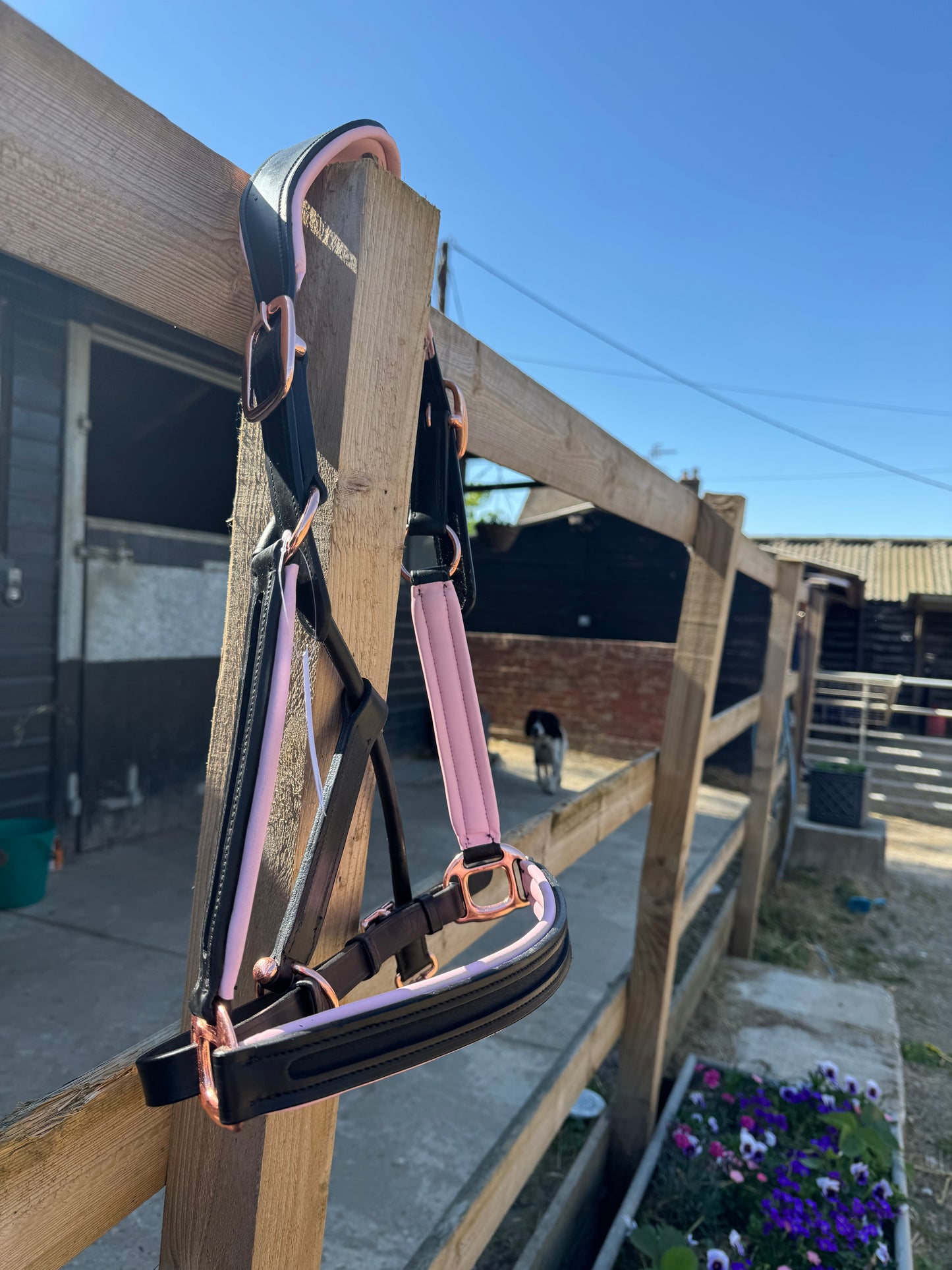 Beautiful black leather head collar with pale pink padding & rose gold buckles.